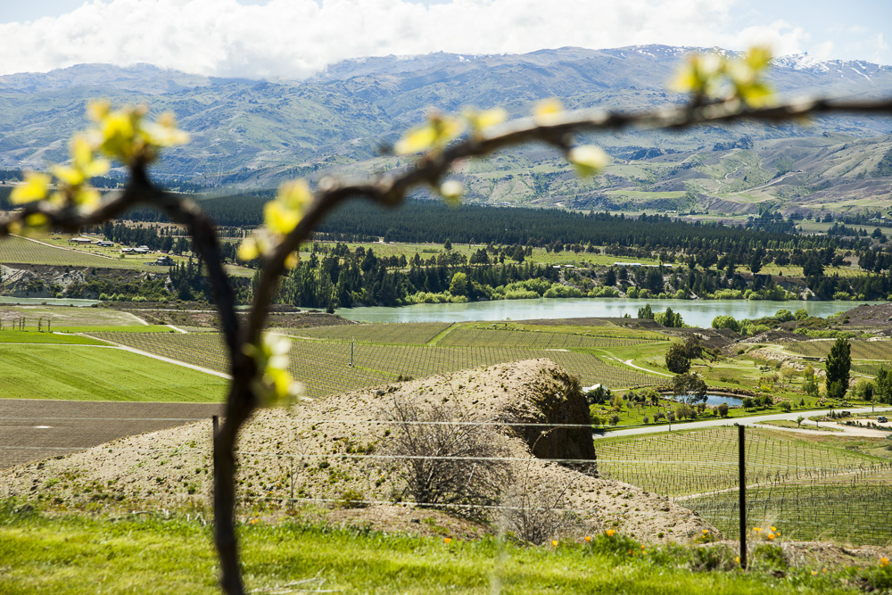 best wineries in new zealand - Wine Paths